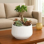 Bonsai & Fittonia Plant In Platter Planter