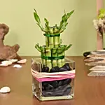 Good Luck Bamboo in Vase