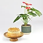 Sugar Free Butterscotch Cake and Plants
