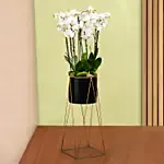 8 Stem White Orchid Plant in Tall Premium Planter