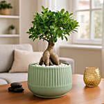 Bonsai Plant In Green Pot