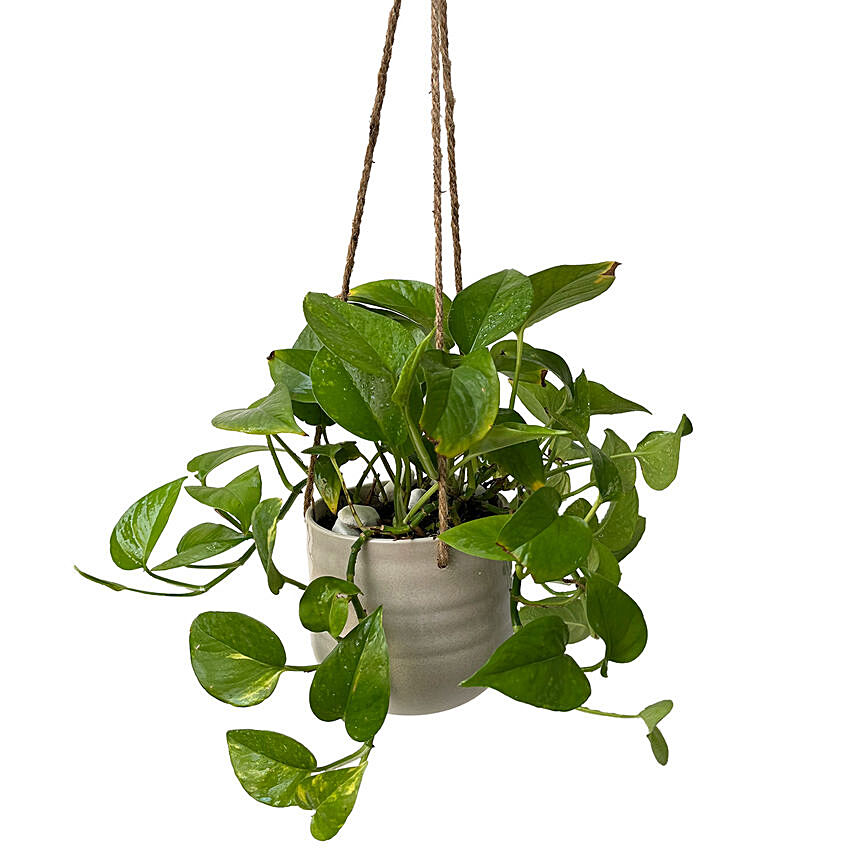 Hanging Epipremnum Aureum Plant Pot: 
