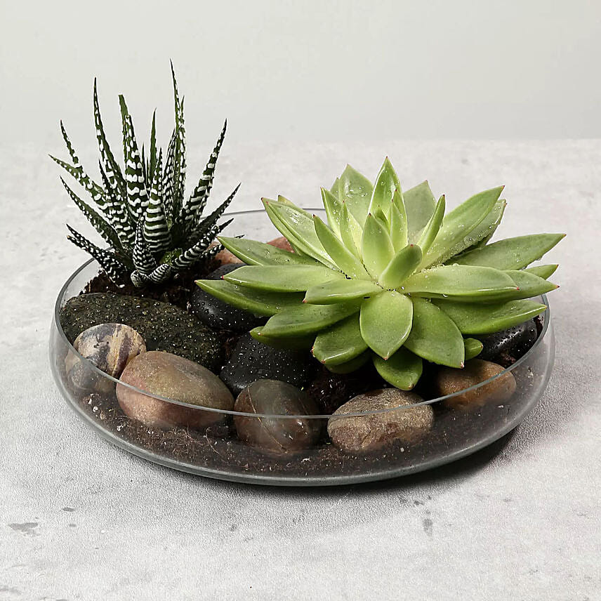 Green Echeveria and Haworthia with Natural Stones: 