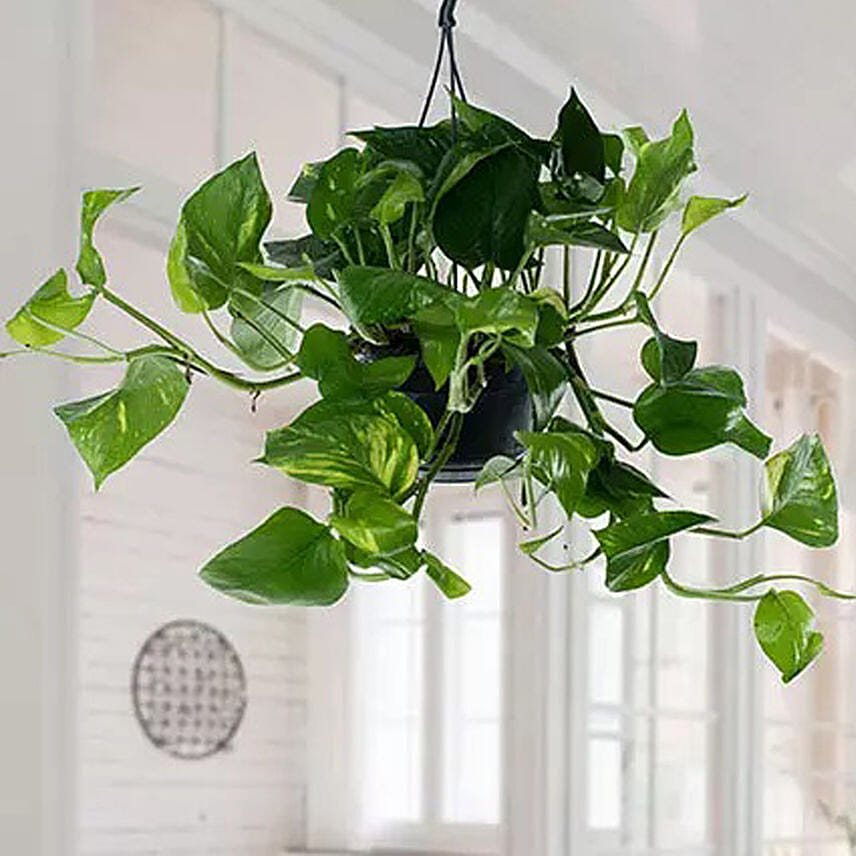 Hanging Epipremnum Aureum Plant: Send Plants to Saudi Arabia