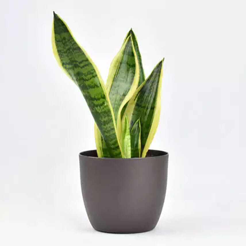 Sanseveria Air Purifying Plant: Send Plants to Saudi Arabia