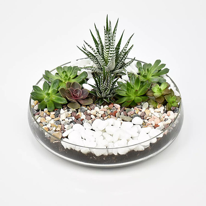 Succulent Dish Garden: 