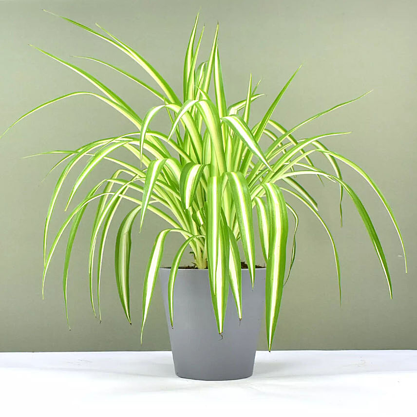 Chlorophytum or Spider Plant: 