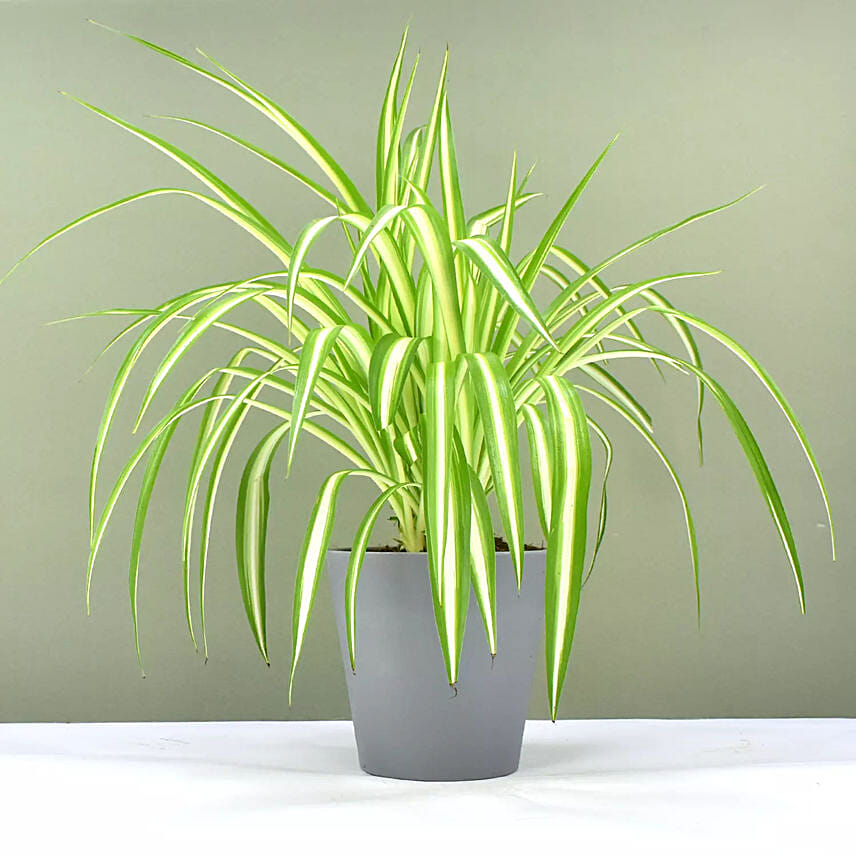 Chlorophytum or Spider Plant: 