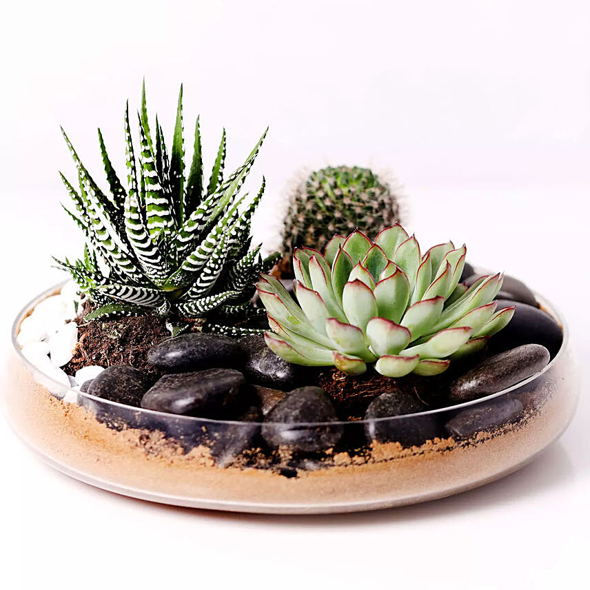 Combo of 3 Plants In Clear Glass Platter: Send Plants to Saudi Arabia