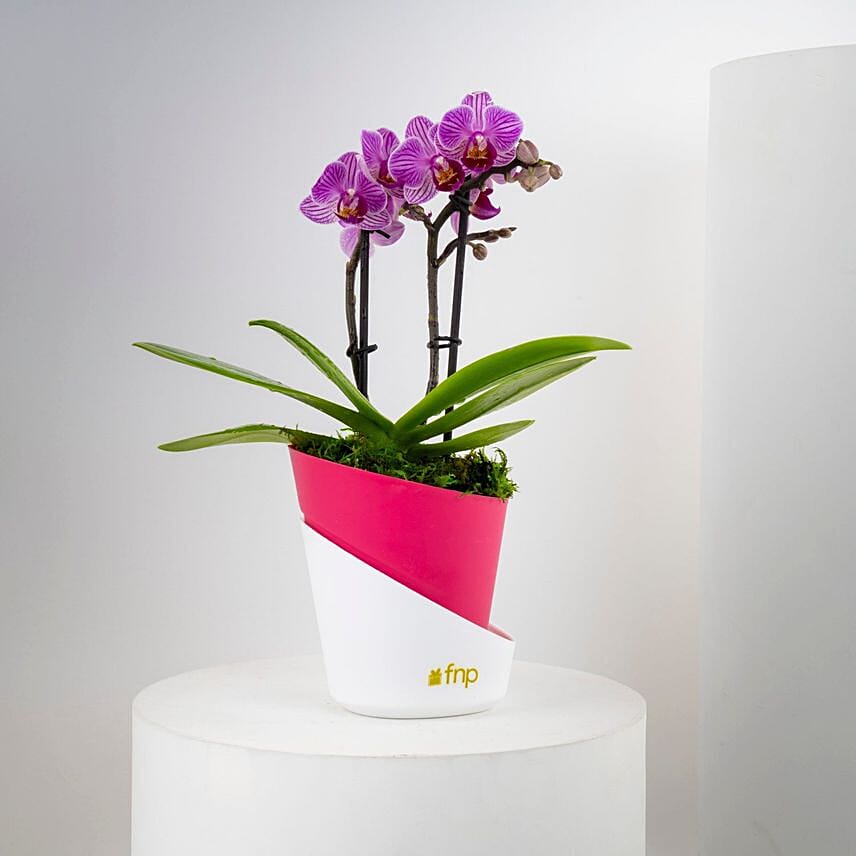 Valentine Dual Stem Mini Orchid Plant: 