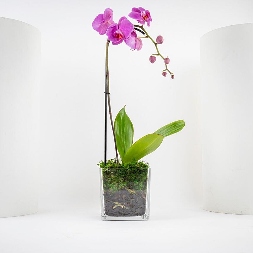 Valentine Purple Orchid Single Stem Vase: Gift Delivery in Riyadh