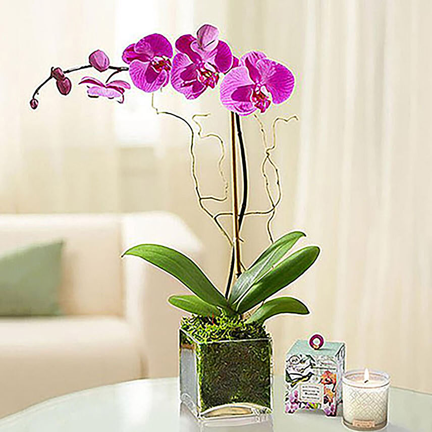 Purple Orchid Plant In a Glass Vase: 