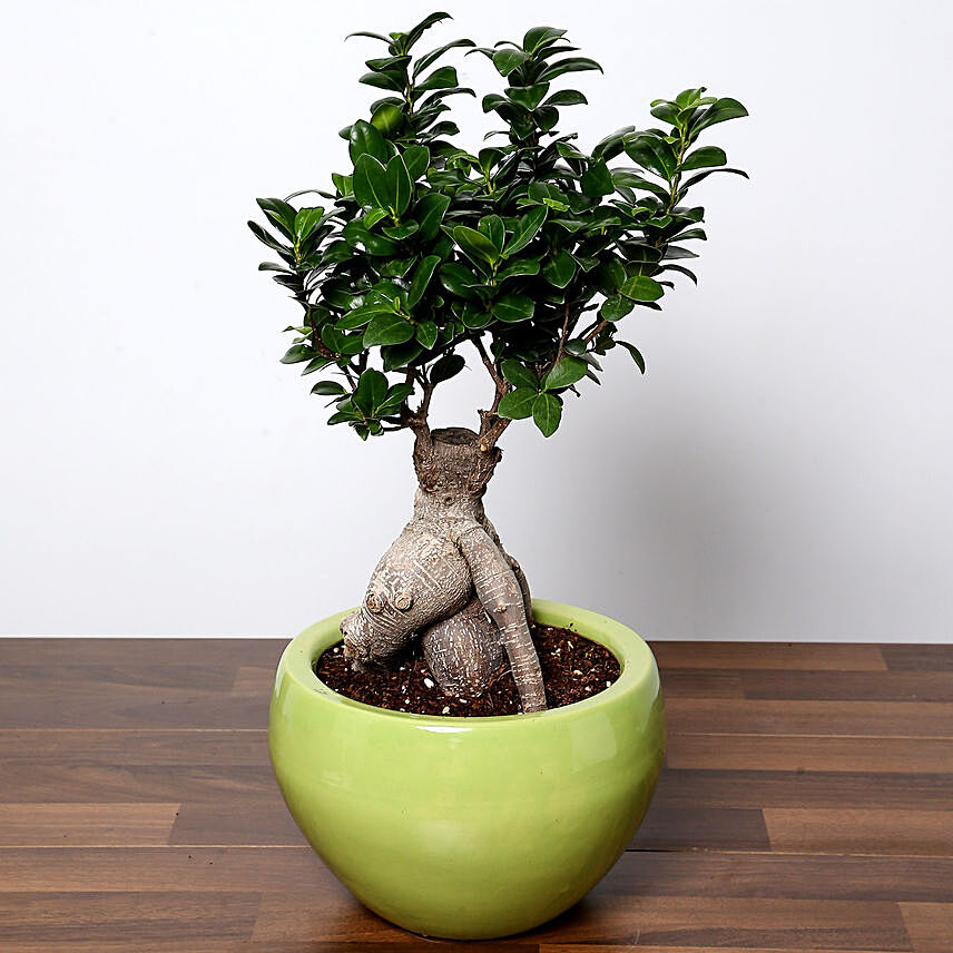Refreshing Bonsai Plant In Green Pot: 