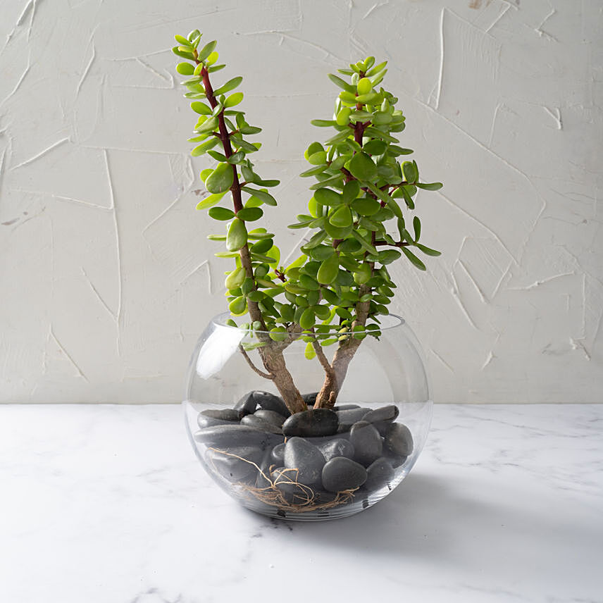 Jade Plant In Glass Bowl: Send Anniversary Plants To Singapore