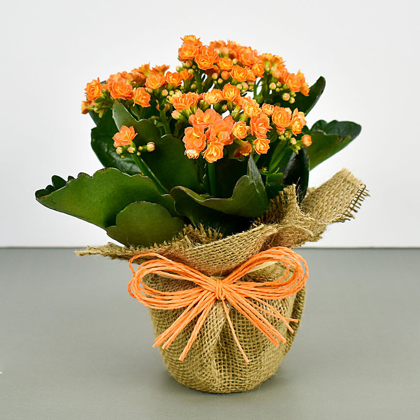 Jute Wrapped Orange Kalanchoe Plant: Send Plants To Singapore