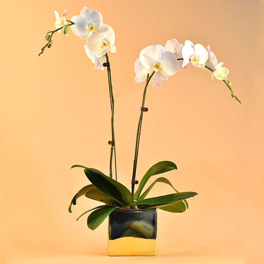 White Orchids Plant Square Vase: 