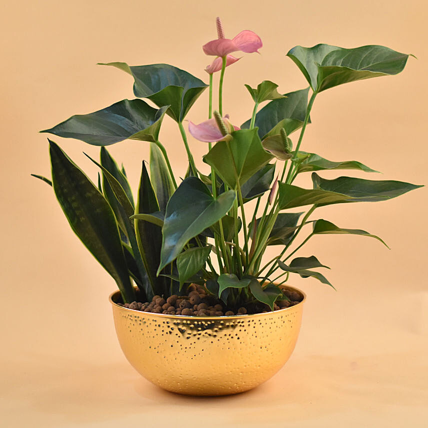Anthurium & Sansevieria Plant Golden Pot: 