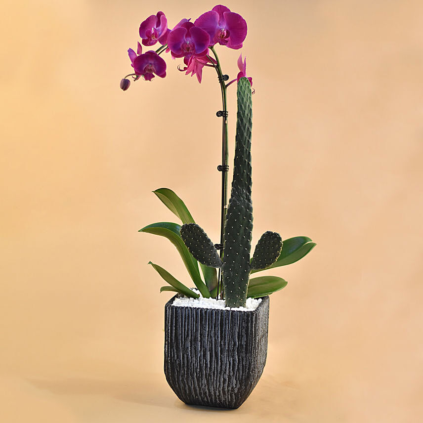 Cactus & Phalenopsis Plant Vase: Send Plants To Singapore