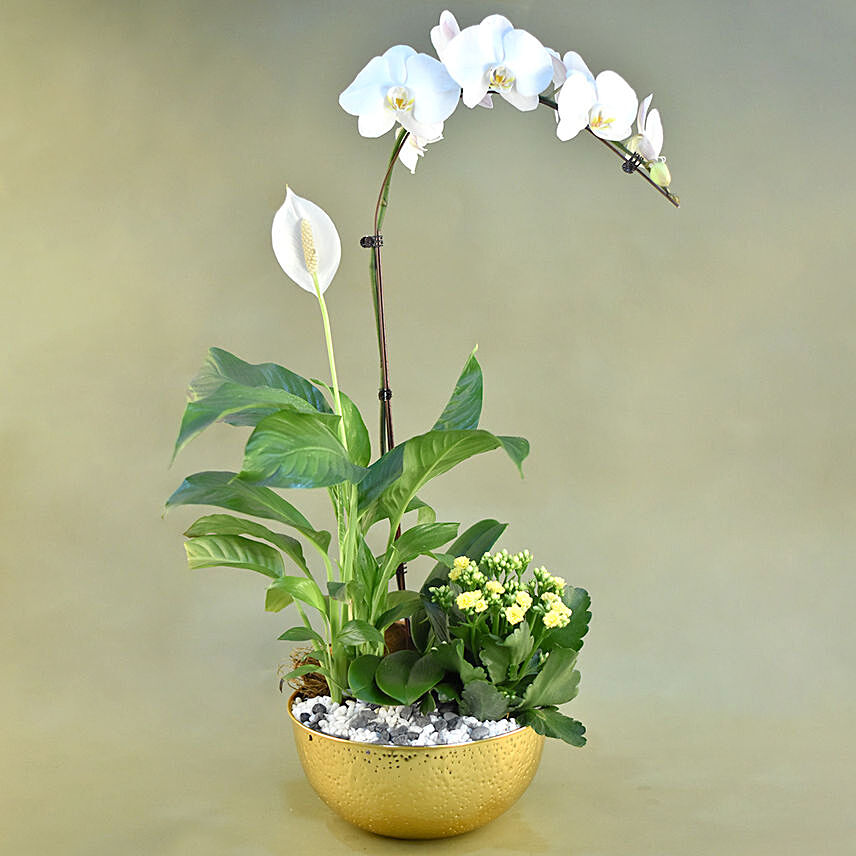 Flowering Plants In Golden Pot: 
