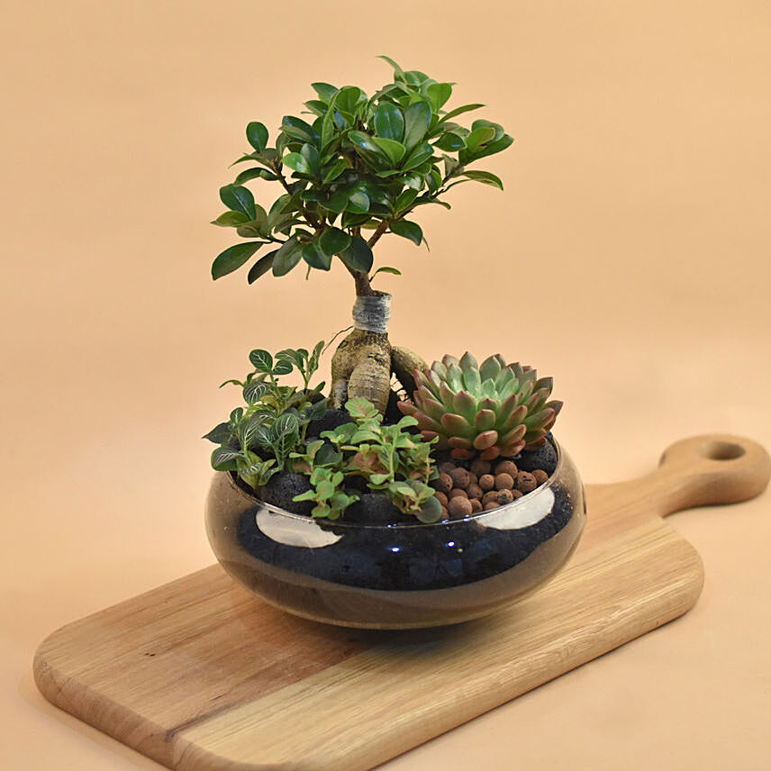 Mini Succulent Garden In Round Vase: 