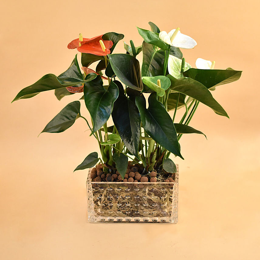 Red & White Anthurium Plant In Rectangular Vase: 