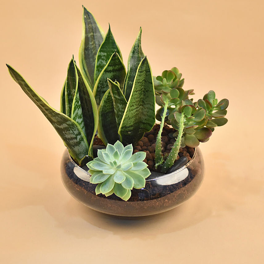 Succulents Round Glass Vase: 