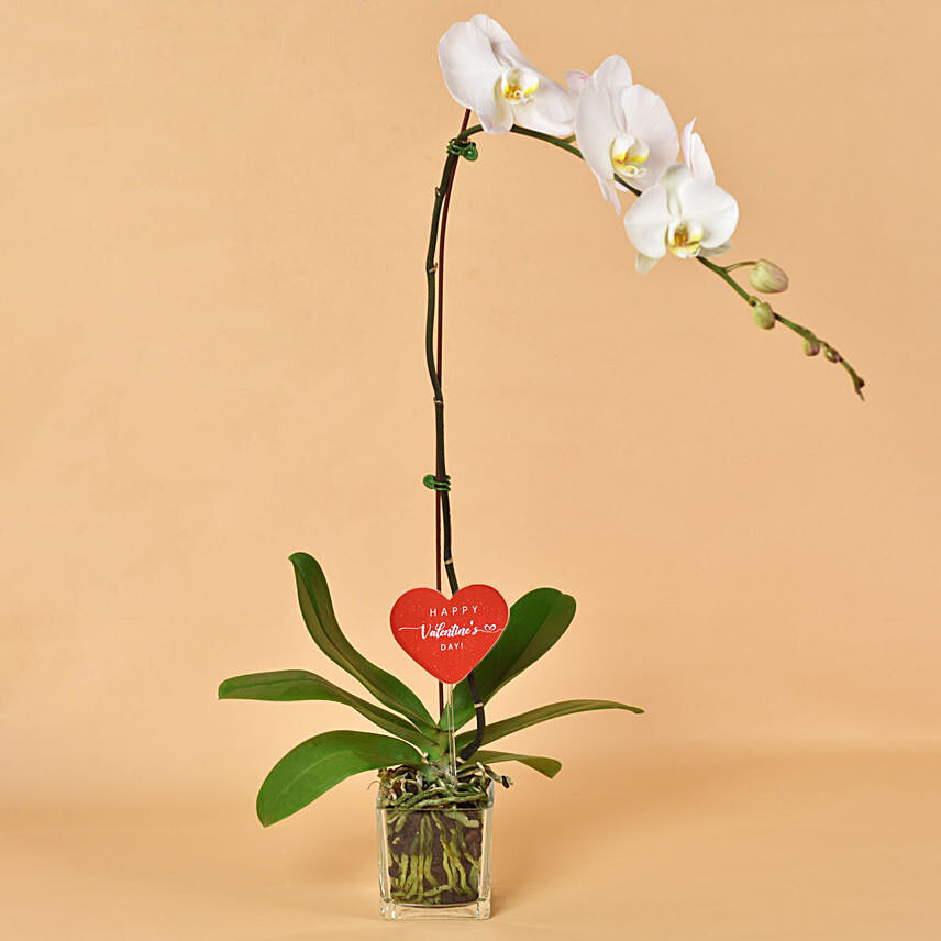 White Orchid Single Stem For Valentine: Gift Delivery Singapore