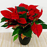 Red Poinsettia Plant In a Black Pot