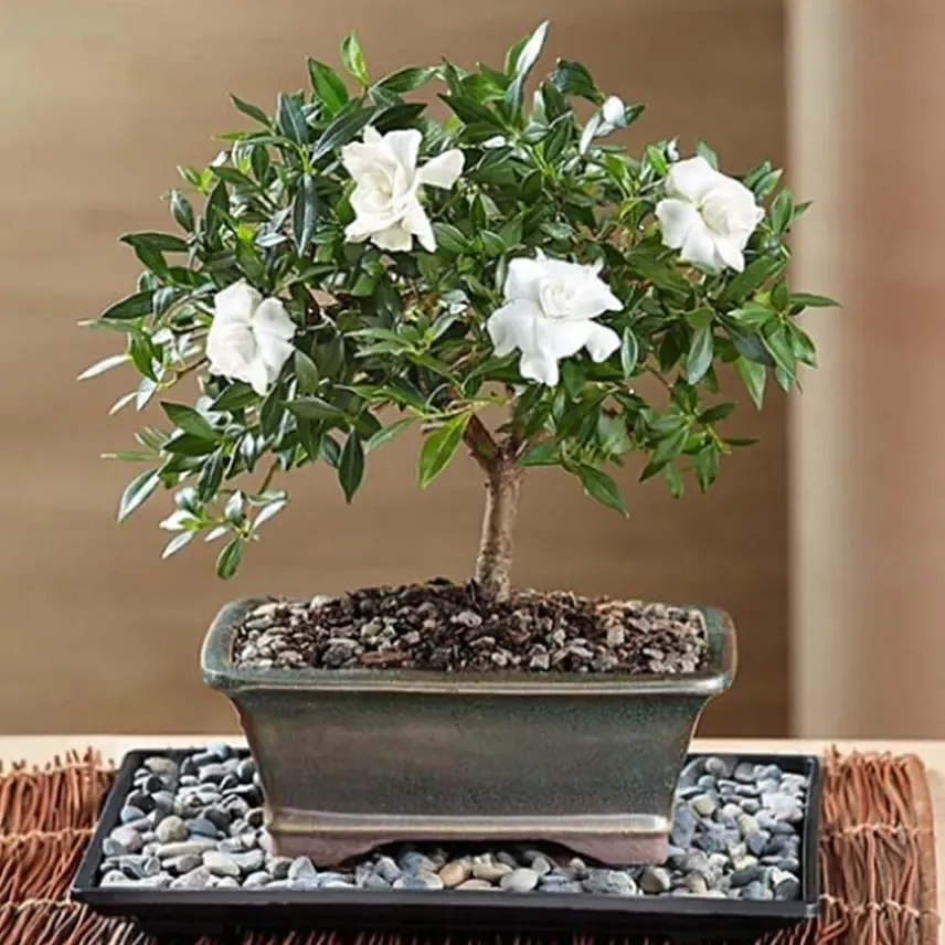 Gardenia Bonsai: 