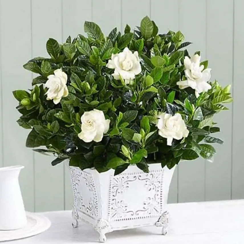 Grand Gardenia: Plants For USA