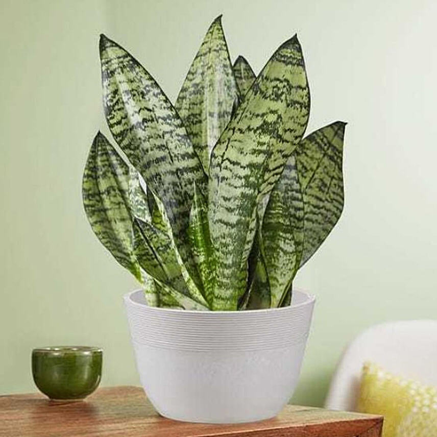 Snake Plant: 