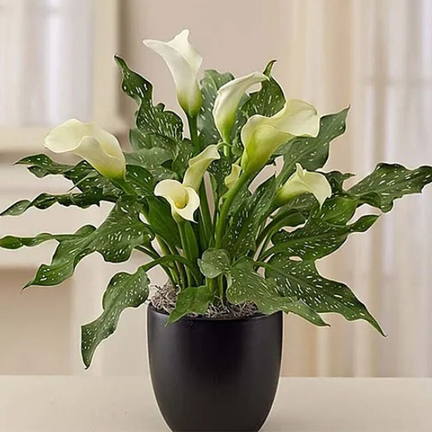 Sophisticated White Calla Lily: Plants For USA