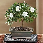 Gardenia Bonsai