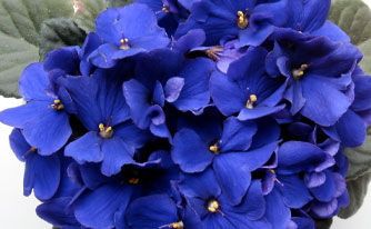 African-violets