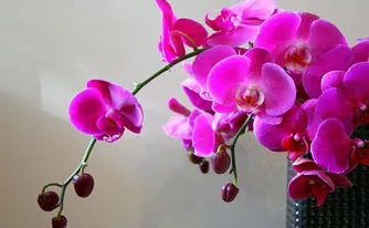 Orchids