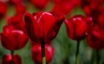 Red Tulips