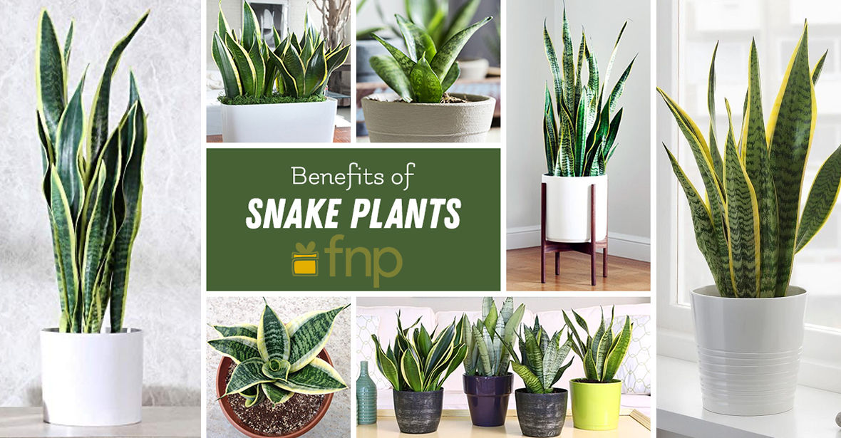Snake Plants Benefits