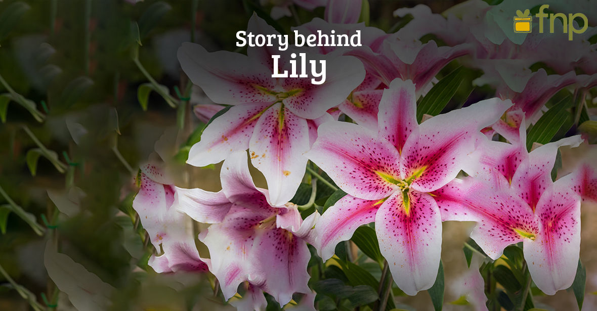 What is the Origin of Lily?