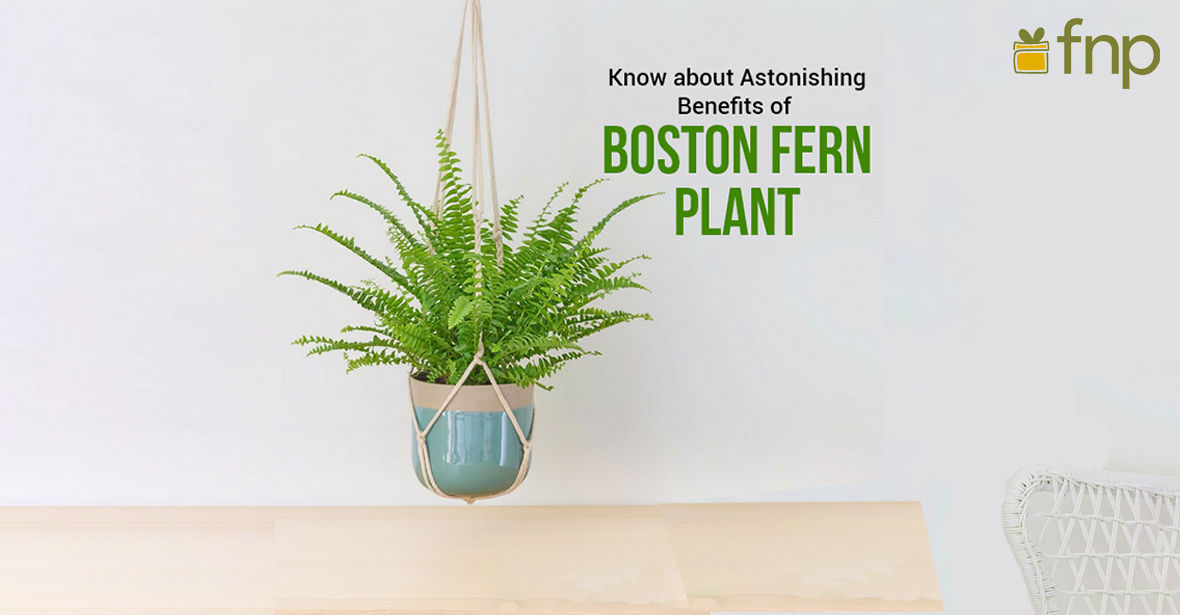 Know about Astonishing Benefits of Boston Fern Plant