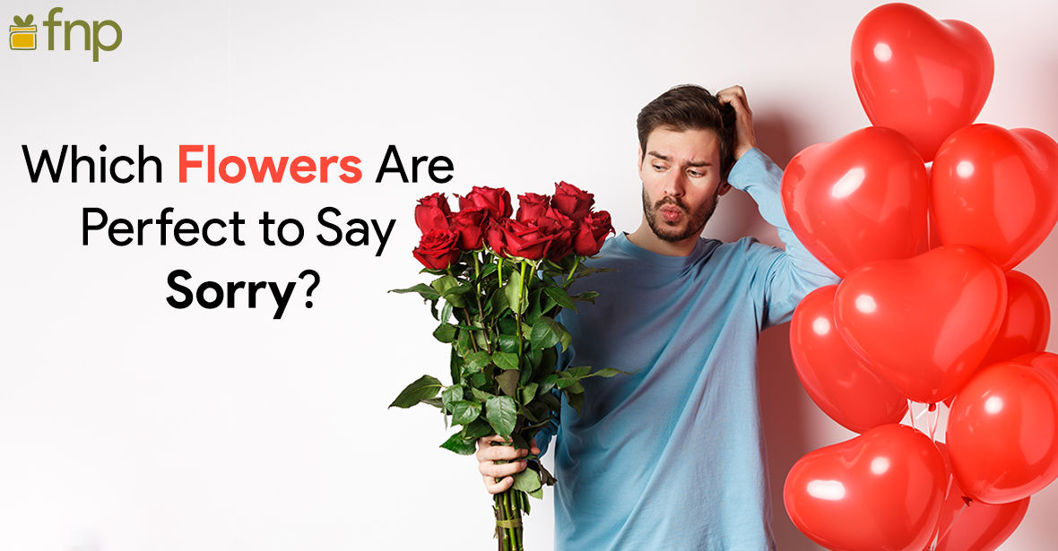 Which Flowers are perfect to Say Sorry?