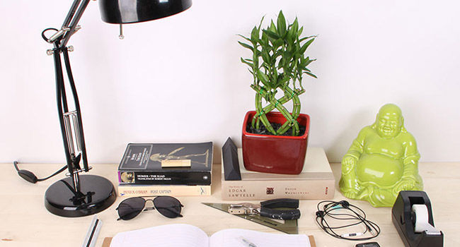 Plants for office