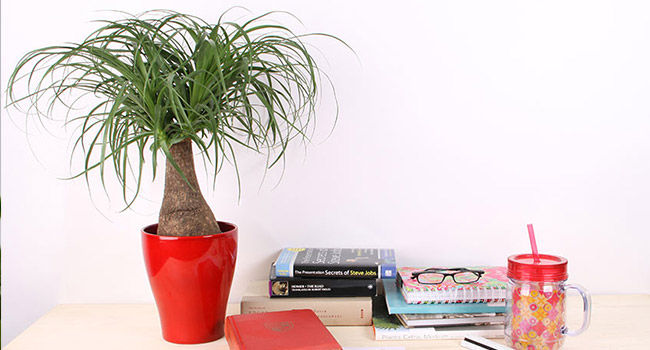 Plants for office