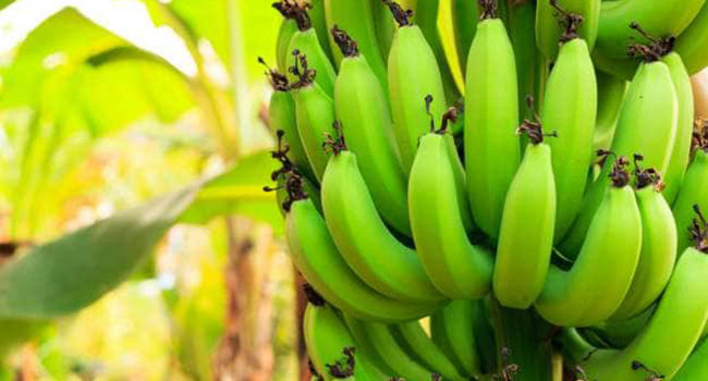 Is Banana Plant 100% Edible?