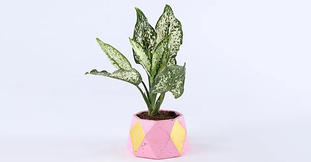 Aglaonema Plant Online