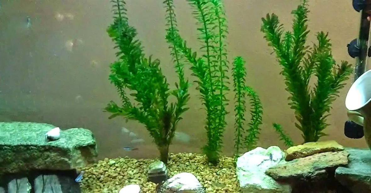 Which plants are best suited for an Aquarium?