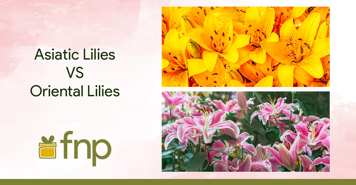 Difference between Asiatic and Oriental Lilies