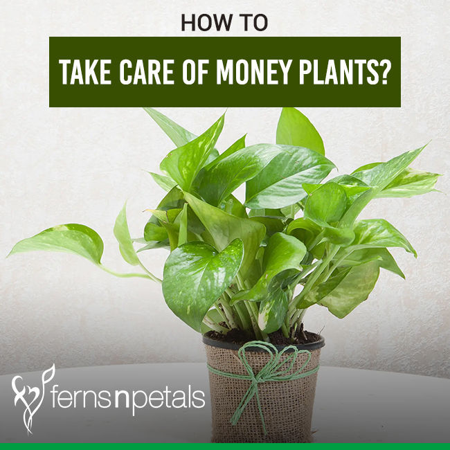 Money Plant