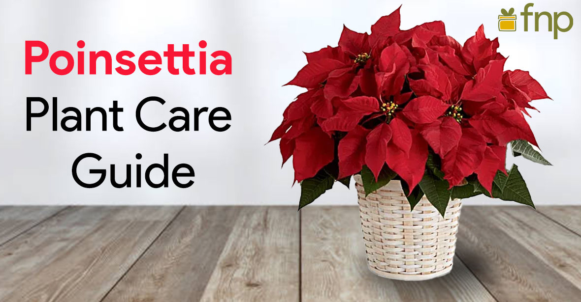 How to take care of Poinsettia?
