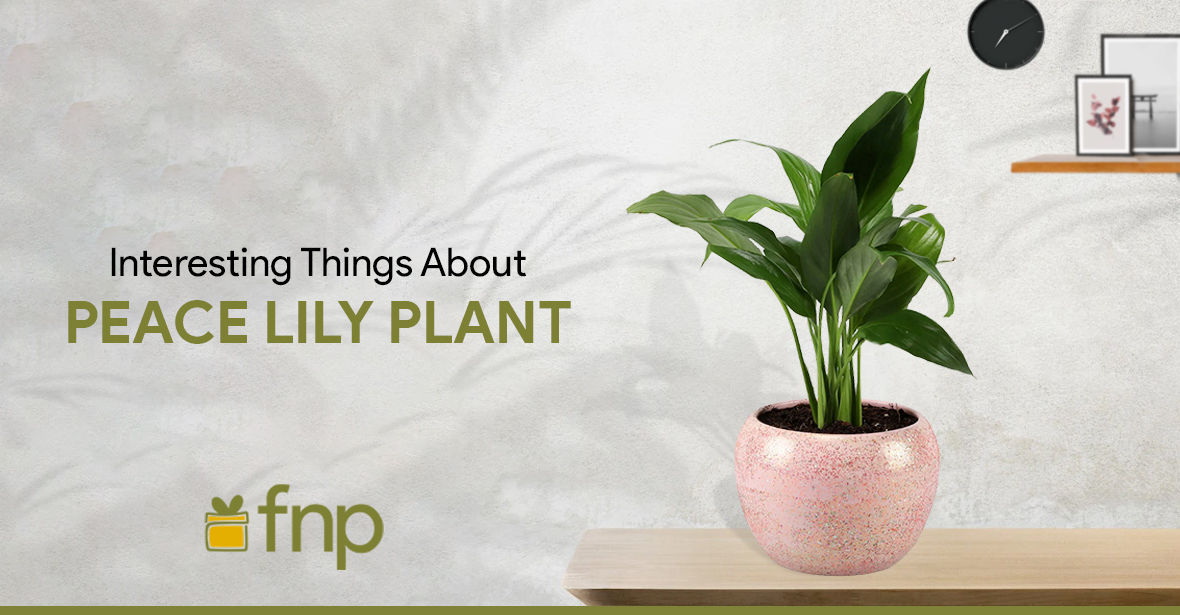 Interesting Things to Know About Peace Lily Plant