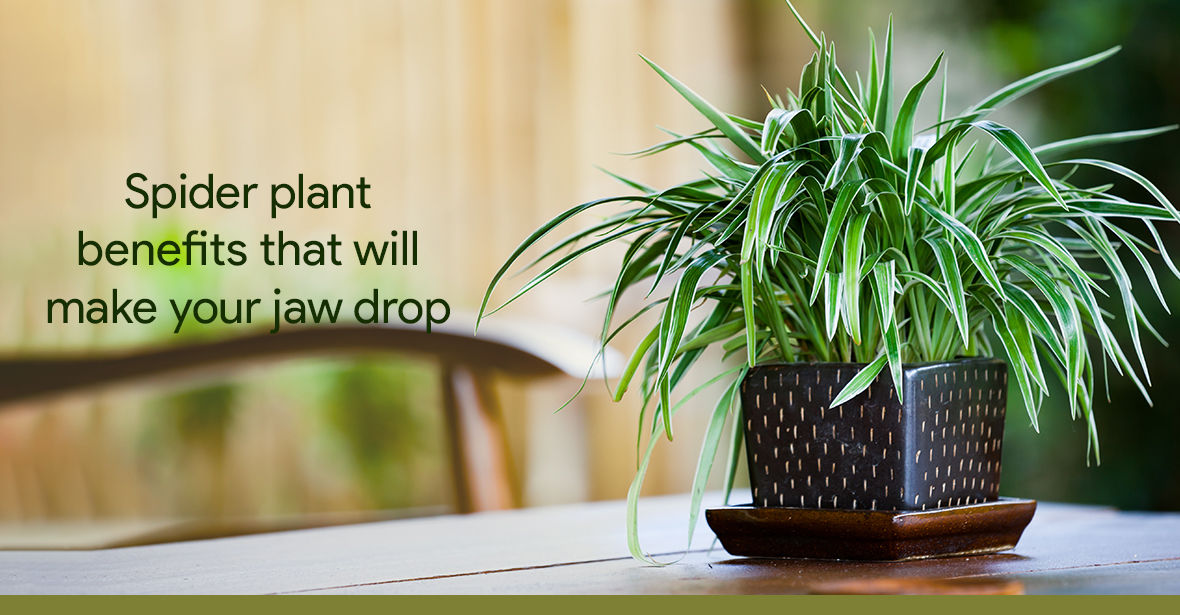 Spider Plant Benefits That Will Make Your Jaw Drop